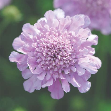 Scabiosa Incisa Kudos Pink Suttons