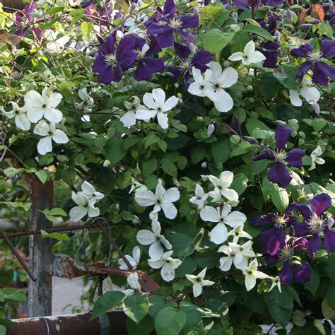 Native alternative(s) for clematis viticella clematis. Viticella-Gruppen - Rosor, Perenner och Klematis