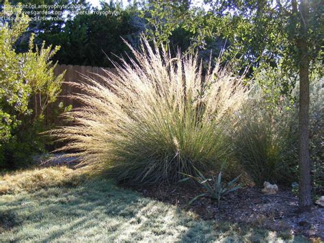 Plantfiles Pictures Muhlenbergia Species Big Muhly Blue Muhly Grass