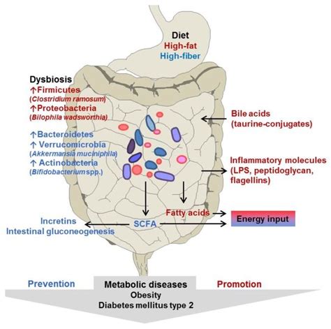 Pin On T2d Metab Syndrome Obesity