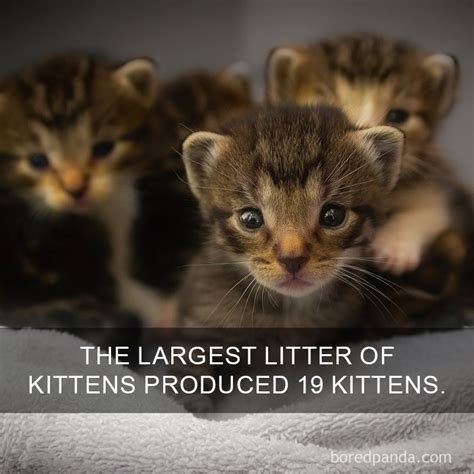 10 Amazing Cat Facts That You Probably Didnt Know Funny Cats And Kittens