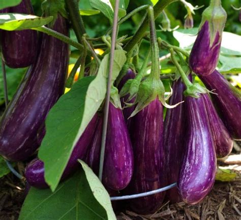 Purple Eggplant Agrimax Seeds Buy Online In Uae Green Souq Uae