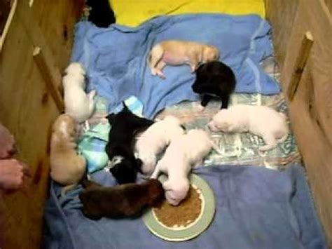 Take this time to introduce the furballs to a pan or bowl where they can the type of food to use when weaning puppies. 3 week old puppies eating solid food 2 - YouTube