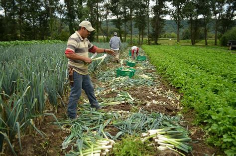 Harmony Valley Farm Vegetable Feature Leeks