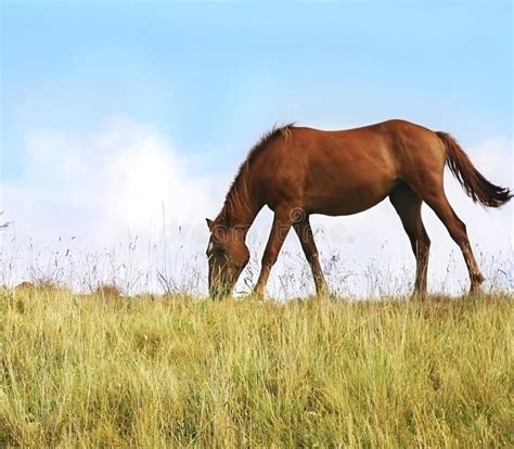Grazing Horses Stock Photo Image Of Summer Color Meadow 12187162