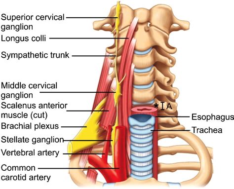 Pain Spine Experts
