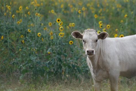 Free Stock Photo Of Country Cow Cow In A Field Of Sunflowers