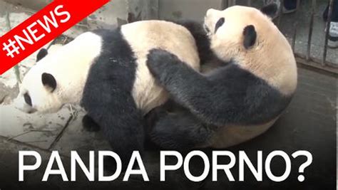 Video Of Pandas Having Sex For An Unusually Long Time To Be Shown To