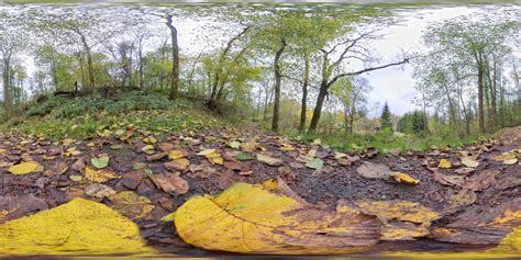 Early Autumn Wet Yellow Leaves On Forest Floor 360 Photo Stock Image