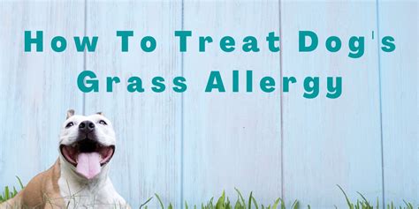 How To Treat Dogs Grass Allergy Masterdaily