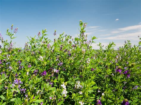 Alfalfa Weighing The Risks And Benefits Clinical Advisor