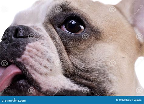Portrait Of An Adorable French Bulldog Stock Image Image Of Attention