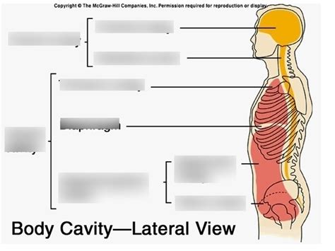 Body Cavity Lateral View Diagram Quizlet