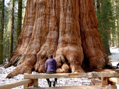 Sequoias O Secuoyas Los árboles Más Magnificos Del Mundo