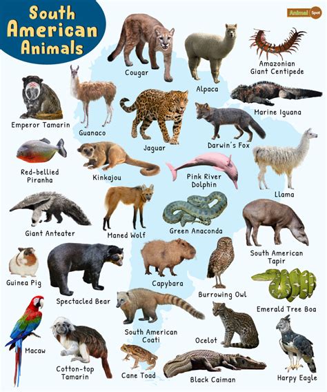 South American Animals List Facts Pictures