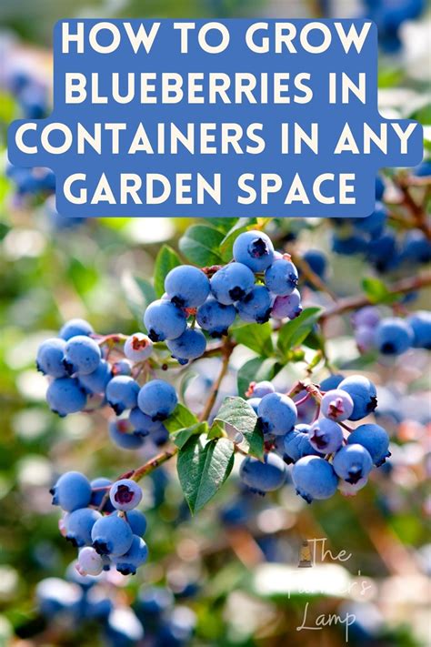 Blueberries Growing On A Bush Raised Vegetable Gardens Veggie Garden
