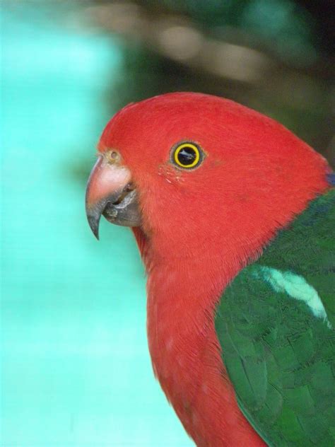Cee Lew Colourful Australian Birds