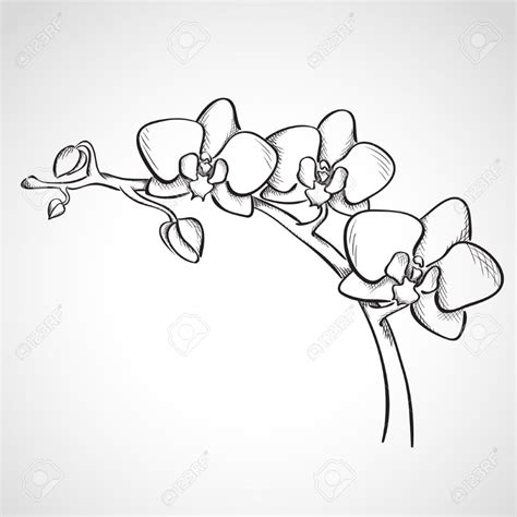 Sketch Orchid Branch Hand Drawn Ink Style Stock Vector 27321479