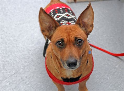 If addressed early in young corgi puppies, this behavior is very easy to correct. Chi-Corgi dog for Adoption in Raleigh, NC. ADN-783584 on ...