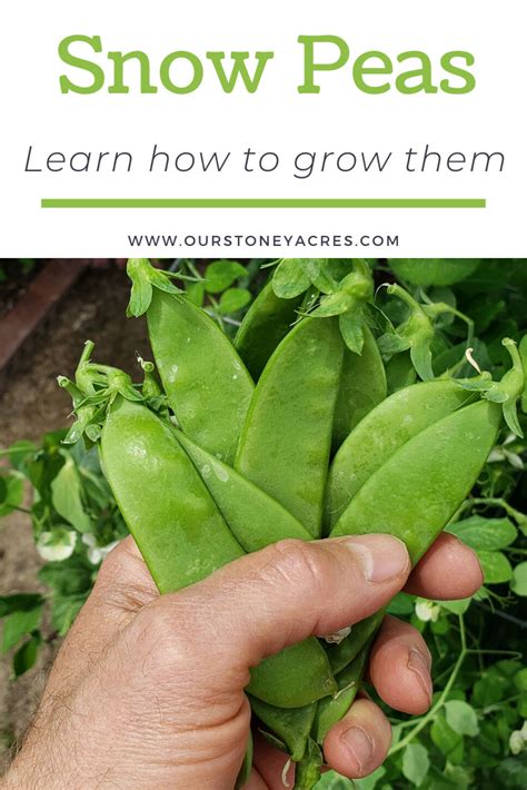 Growing Snow Peas In Your Backyard Garden Our Stoney Acres Growing