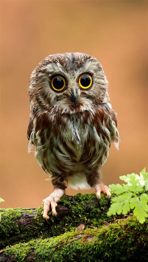 Cute Real Owls Wallpaper