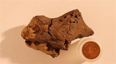 Researchers Confirm 133 Million Year Old Fossilized Dinosaur Brain Is