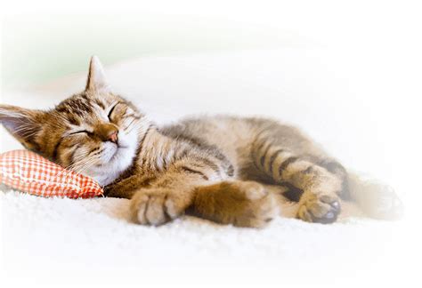 Free Sleeping Cat Png Download Free Sleeping Cat Png Png Images Free
