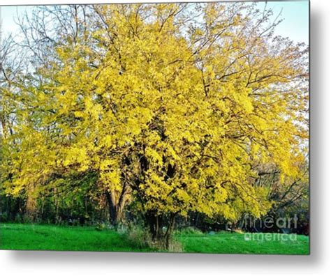 Yellow Tree In The Fall Photograph By Marsha Heiken
