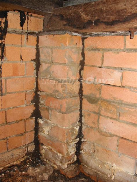 Termite Guys Brisbane How To Check For Termites In 5 Minutes Or Less