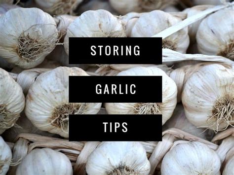 Storing Garlic Gardening Channel