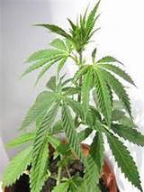 What Does The Marijuana Plant Look Like
