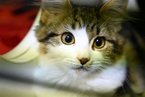 Two New York Cats Become First Pets In Us Infected With