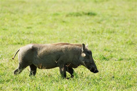 Wild Pig In Africa Stock Image Image Of Side Animal 29834935