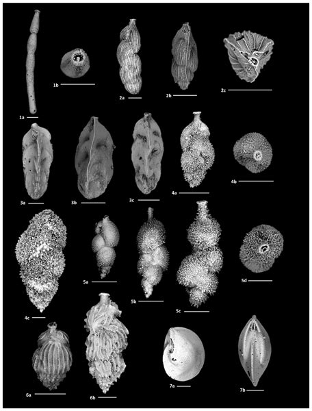 Jm Relations New Species Of Mesozoic Benthic Foraminifera From The