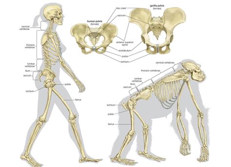 Cervical, thoracic, lumbar, and sacral. How is the human spine different from spines of other ...