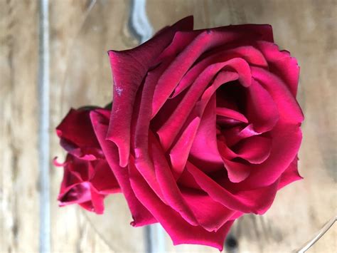 Sirop De Roses Maison Jos Phine Sophie Dourret Sirop De Rose Rose Petale De Rose