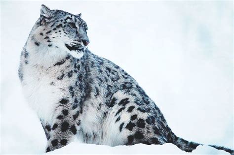Así Es El Leopardo De Las Nieves El Animal Considerado Más Bello Del