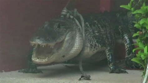 Florida Woman Catches 10 Foot Alligator Pounding On Her Front Door