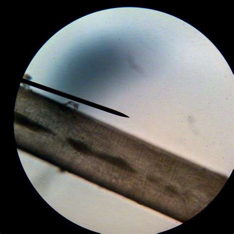 Hair shaft under the hair analysis microscope at 400x focused from the bottom of the shaft. Microscope fun for kids