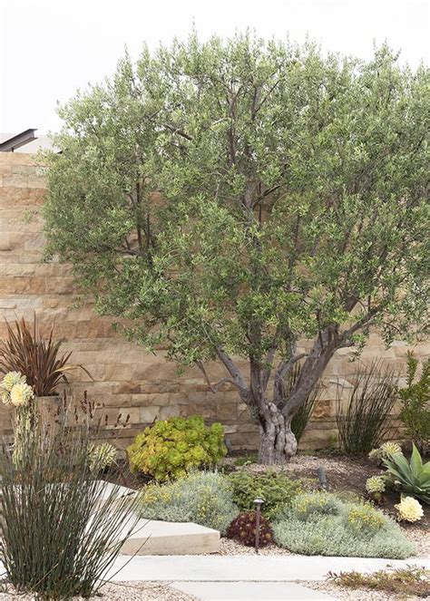 Mature Olive Trees In Fresno Telegraph