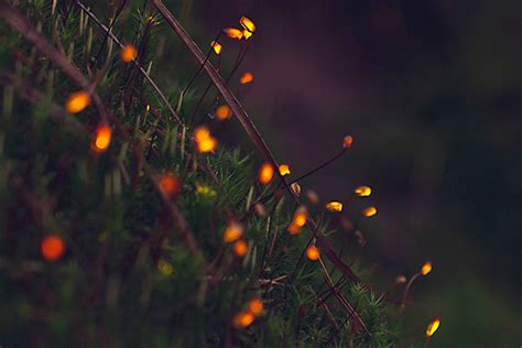 Bioluminescent Forest Film Uses Digital Mapping To Light Up The