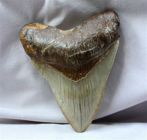 Huge Megalodon Tooth