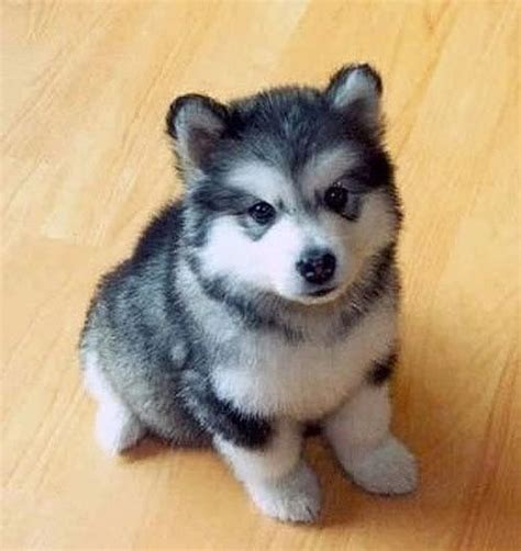 The Adorable Smallest Siberian Huskyclick On Picture To See More