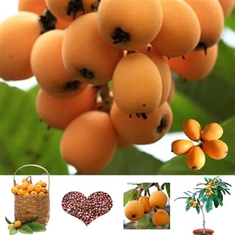 Rare Fruit Tree Seeds Healthy Fruit Loauat Sementes Fruit Seeds Organic