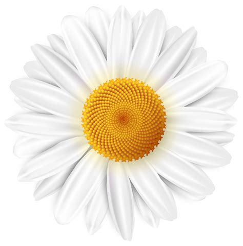 White Daisy Transparent Clip Art Image