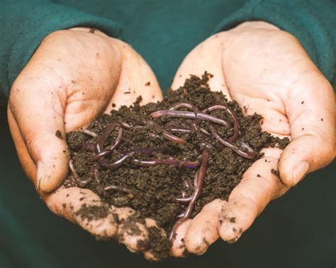 Why You Need More Earthworms In Your Soil And How To Get Them Garden Beds