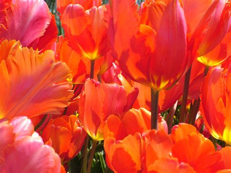 Hình ảnh Thực Vật Cánh Hoa Tulip Mùa Xuân Đỏ Hồng Hệ Thực Vật
