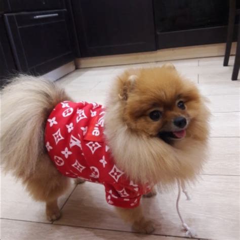 Dog Outfits Other Supreme Louis Vuitton Dog Hoodie Poshmark