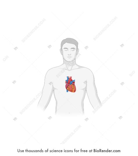 Free Heart Male Icons Symbols And Images Biorender