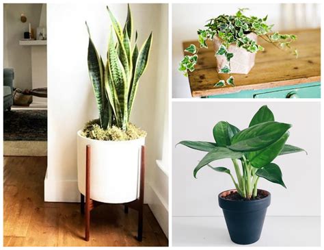 12 Amazing Looking Air Purifying Plants You Need In Your Home